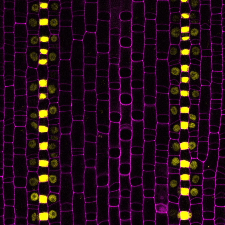 Image of grass stomata cells: protein depicted in yellow moves out of the guard cells (purple) into cells on both sides.