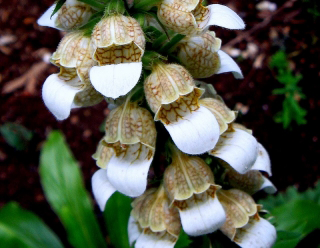 Photo of woolly foxglove.