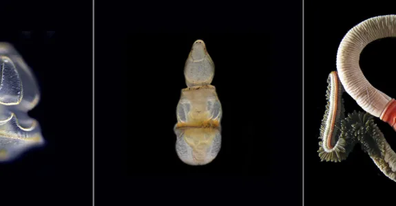 Photos of Schizocardium californicum as a larva, juvenile and adult.
