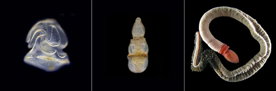 Photos of Schizocardium californicum as a larva, juvenile and adult.