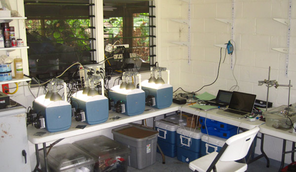 Photo by Rachael Bay: Thermal tolerance can be measured in corals with portable heat stress tanks at this lab on Ofu Island, American Samoa.