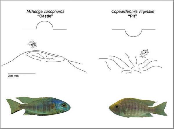 African cichlid fish.