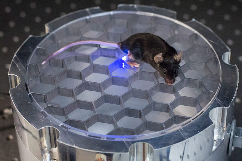 Photo of mouse on optogenetic device.