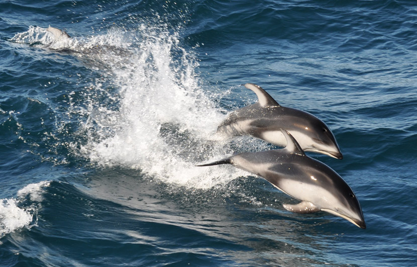 Photo of dolphins swimming on the surface of the water, surrounded by waves.