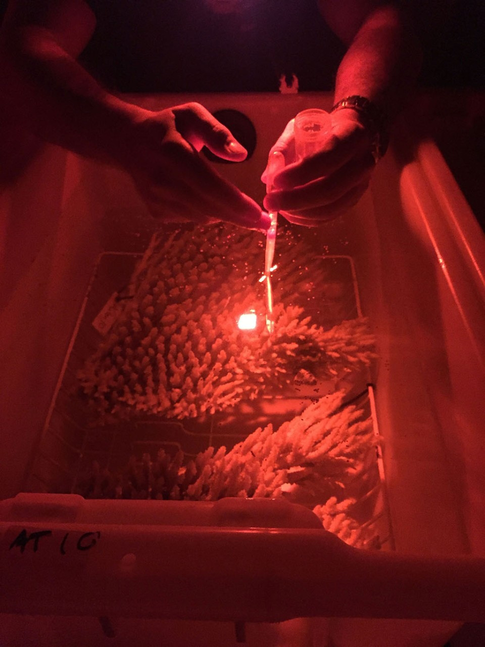 Photo of researchers collecting bundles of egg and sperm released as the coral colony spawns.