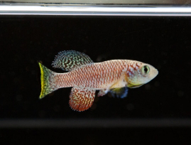 Photo of killifish.