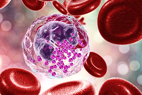 Graphic illustration of a translucent cell with a cluster of little purple blobs, surrounded by large red blood cells.