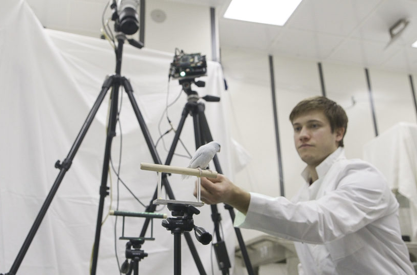 Image of white parrotlet on a perch inside apparatus with multiple cameras, attended by graduate student Mark Deetjen.