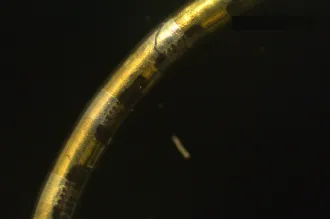 Image of a thin gold plated wire arcing across a black background.