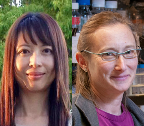 Collage of headshot photos of Xinnan Wang and Judith Frydman.