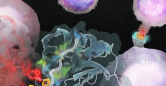 image courtesy Eric Smith & K. Christopher Garcia: T cell receptors (shown in bright red) recognize invaders in the body