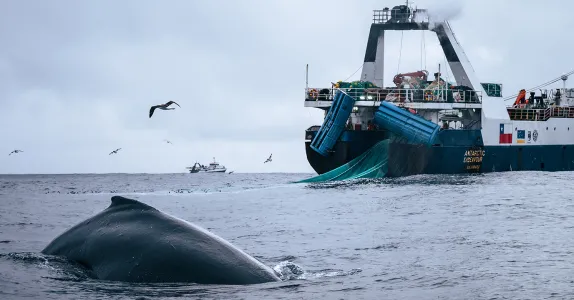 Photo of a humpback whale breaching from the ocean next to a large boat.