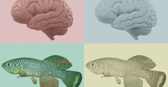 Graphic collage of brains and fish.