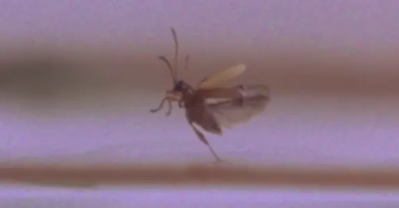 Screenshot from video of beetle moving on water.