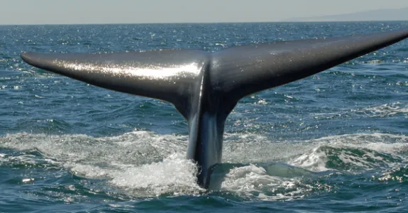 Photo of a blue whale.