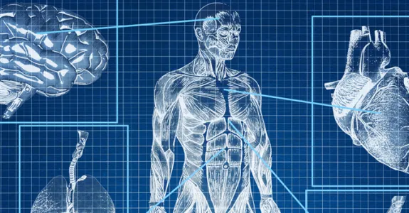 Graphic of a blueprint of the human body with organs pointed out in white.