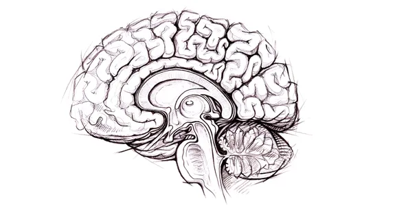 Graphic of a sketch of the human brain.