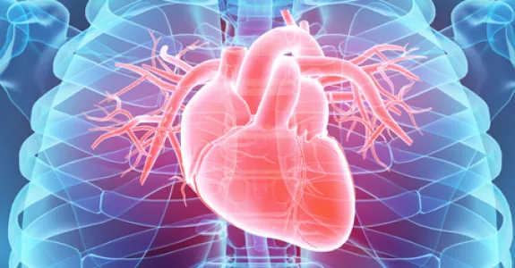 Graphic image of human torso in blue, semi-transparent, with heart lit up in red for emphasis.