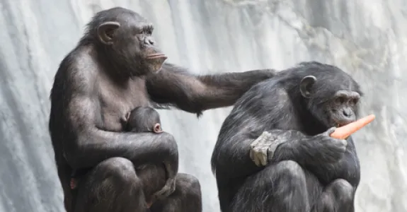 Photo of chimpanzees.