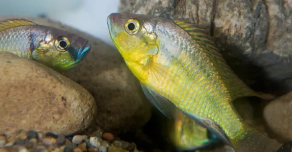 Photo of cichlid fish.