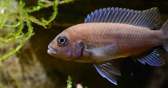 Photo of a cichlid fish.
