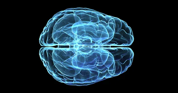 Graphic image of a human brain from the top, showing connective nerves between two halves of brain.