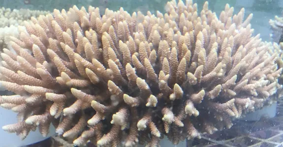 Photo of coral with finger-shaped appendages.