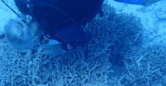 Photo of Dr. Stephen Palumbi underwater examining corals.