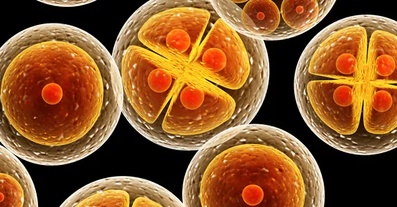 Graphic image of cell division.