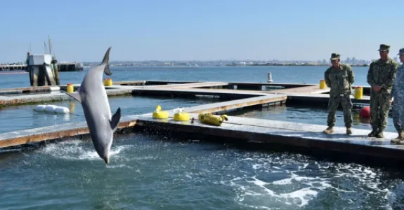 Photo of Navy sailors observing dolphins.
