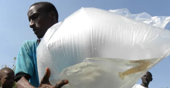 Photo by Susanne Sokolow: Workers preparing African river prawns to consume parasite-carrying aquatic snails in Senegal. The effort, led by Stanford researchers, is one of the projects funded by the Stanford Woods Institute for the Environment.