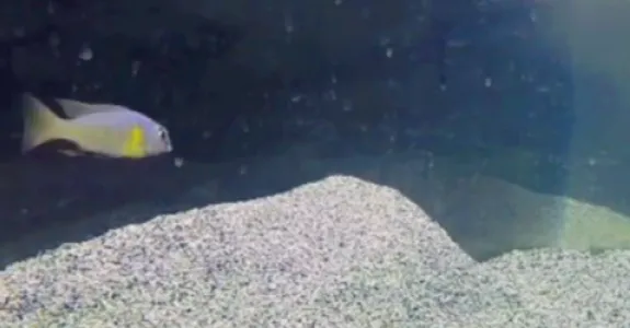 Image of cichlid fish.