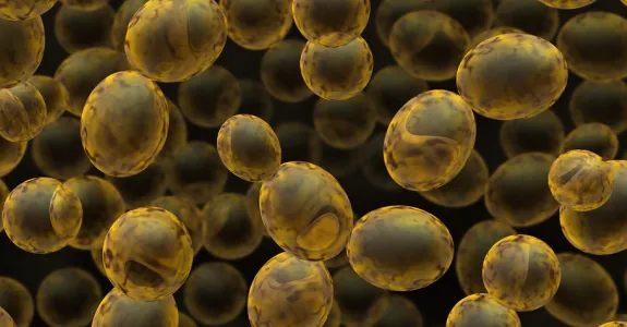 Graphic image of yeast cells.