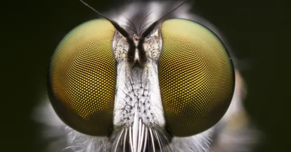 Super close up photo of a fly's compound eyes.