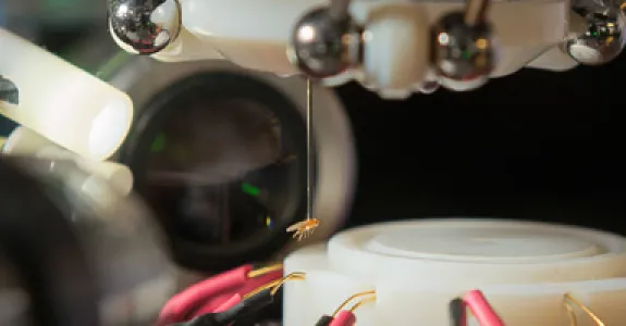 Fly being held by robot.