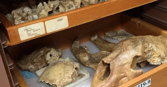 Photo of animal fossils, including skull and other small pieces of bone, laid in drawers.