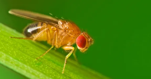 Photo of a fruit fly on a leaf.