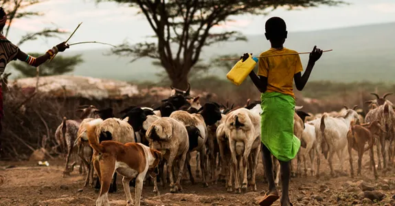 Young boy helping a parent to herd goats on a dusty road in Africa.