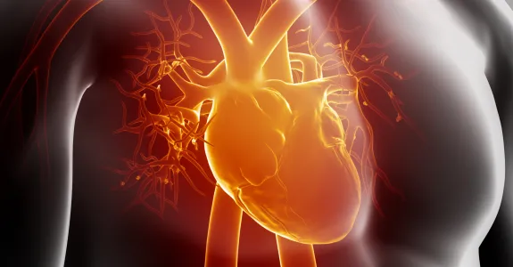 Graphic image of human heart.