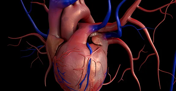 Graphic image of human heart.