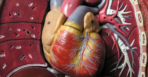 Photo of a plastic anatomical model showing its heart.