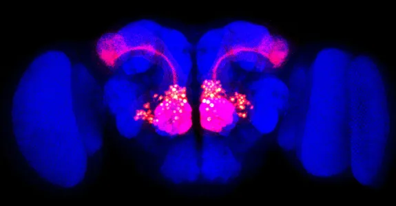 Image of a fly brain showing clusters and pathways of neurons lit up pink.