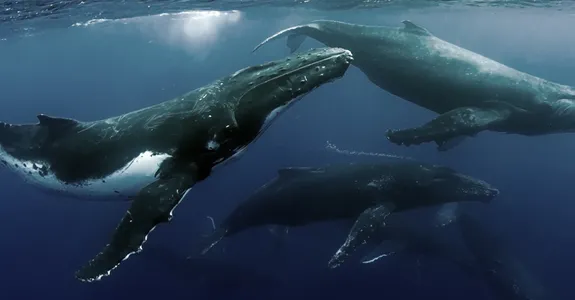 Three humpback whales swimming just under the surface of the water.