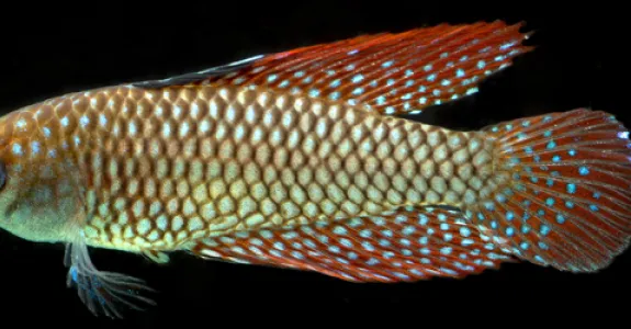 Photo of killifish.