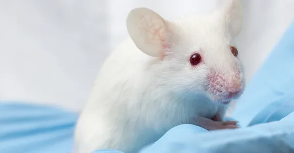 Photo of mouse in gloved hands.
