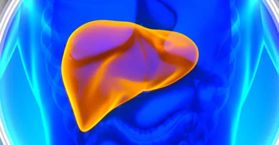 Graphic image of a person's liver, shown highlighted in bright orange as part of a cross-section of a body.
