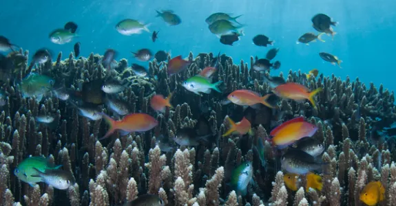 Photo of marine species.
