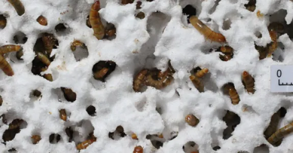 Photo of mealworms in styrofoam.