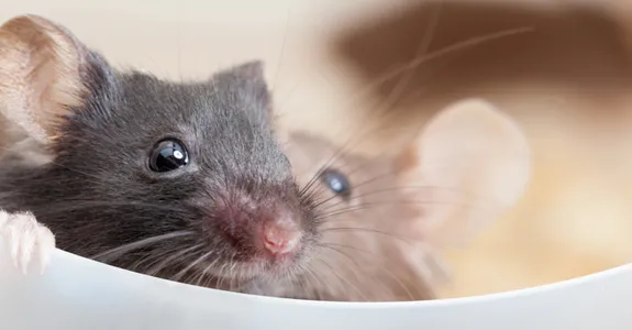 Photo of two mice peering over the edge of a small plastic partition.