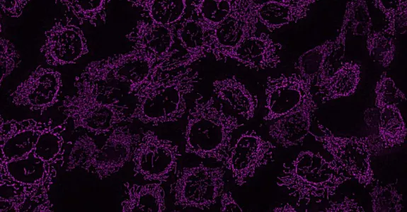 Image of numerous round purple shapes on a black background.
